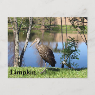 Carte Postale Limpkin - Learning Postcard - Floride
