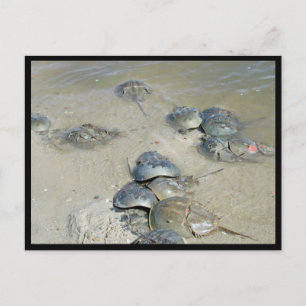 Carte Postale Limules dans l'eau