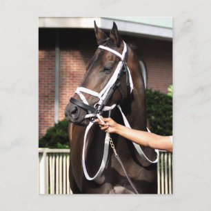 Carte Postale Linda Mimi par félicitations