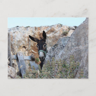 Carte Postale Lindos Donkey