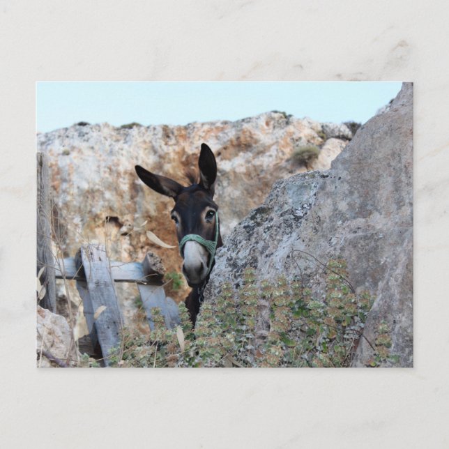 Carte Postale Lindos Donkey (Devant)