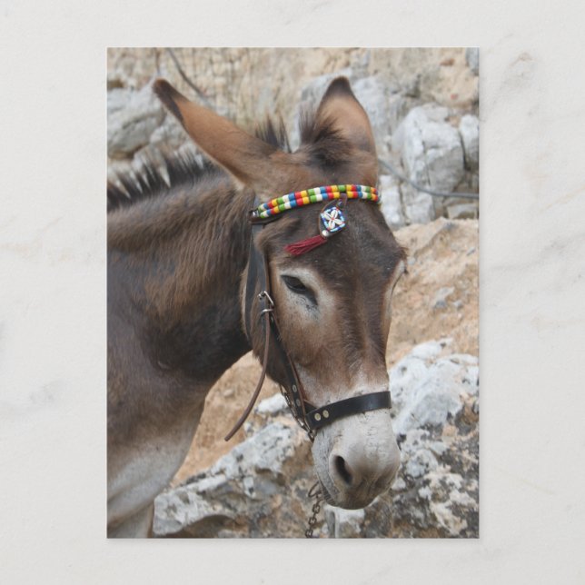 Carte Postale Lindos Donkey (Devant)
