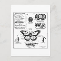 L'information de papillon de monarque