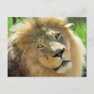 Carte postale Lion