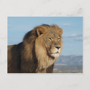 Carte Postale Lion