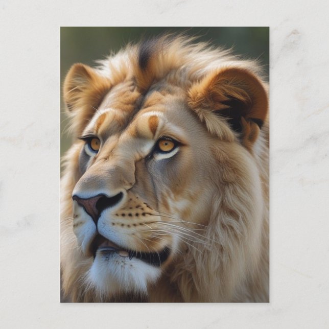 Carte Postale Lion (Devant)