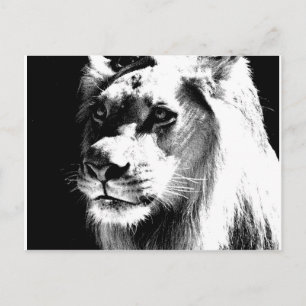 Carte Postale Lion