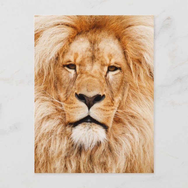Carte Postale Lion (Devant)