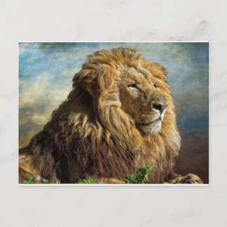 Carte Postale Lion