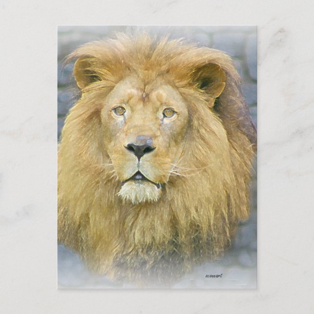 Carte Postale lion (Devant)