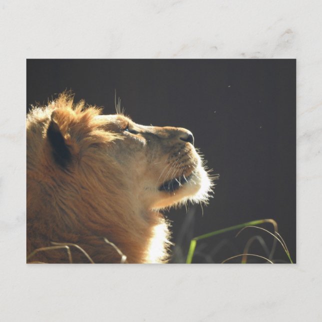 Carte Postale Lion (Devant)