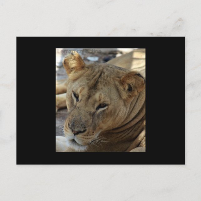 Carte postale Lion (Devant)