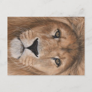 Carte postale Lion
