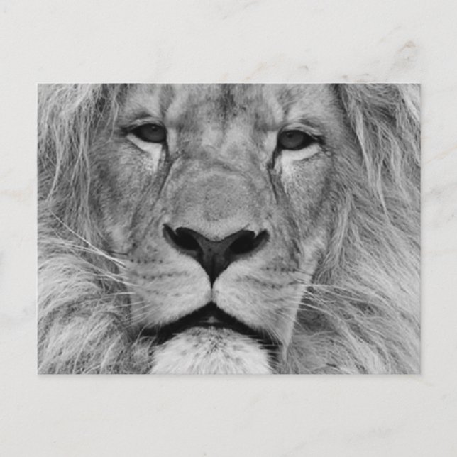 Carte Postale Lion (Devant)