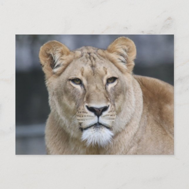 Carte Postale Lion 004 (Devant)