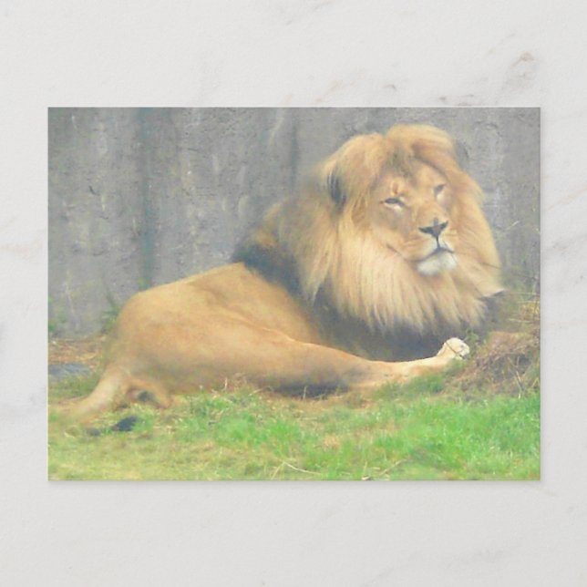 Carte postale Lion #1 (Devant)