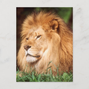 Carte Postale Lion adulte mâle