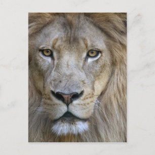 Carte Postale Lion adulte mâle au zoo de Sacramento, CA