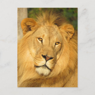 Carte Postale Lion africain