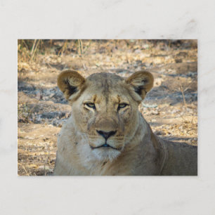 Carte postale - Lion africain féminin en Zambie