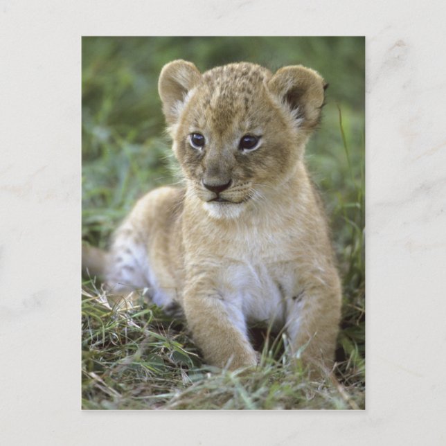 Carte Postale lion africaine, Panthera leo), Tanzanie, (Devant)