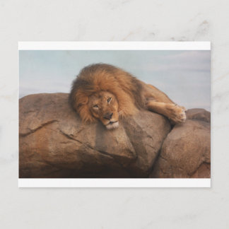 Carte Postale Lion Awsome