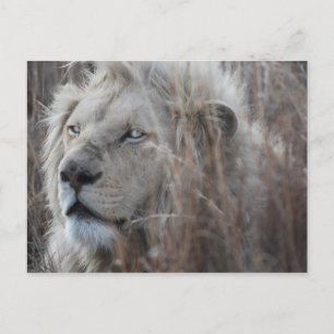 Carte Postale Lion blanc sud-africain proche