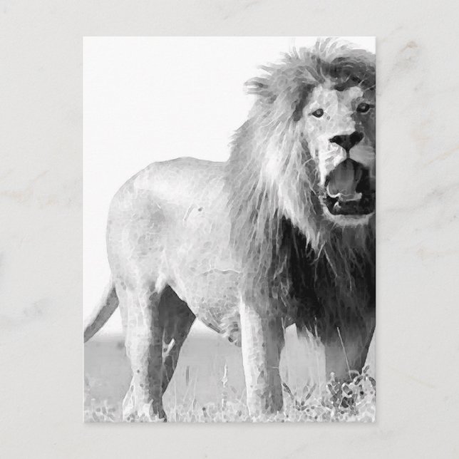 Carte Postale Lion BW (Devant)