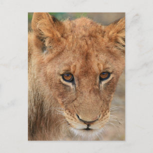 Carte Postale Lion Cub