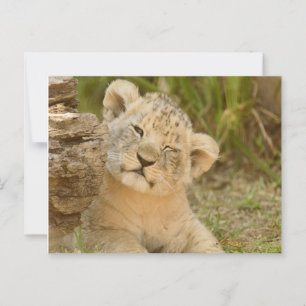Carte Postale Lion Cub