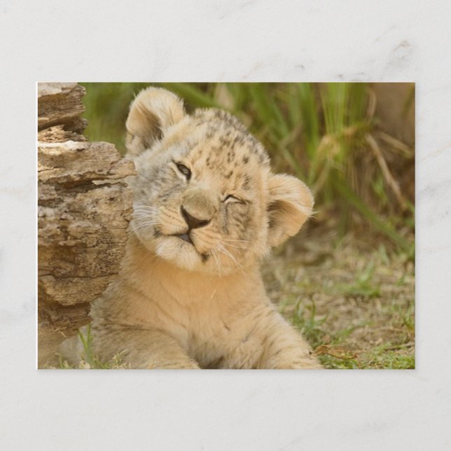 Carte Postale Lion Cub (Devant)