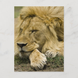 Carte Postale Lion d'Afrique, Panthera leo, allongé endormi