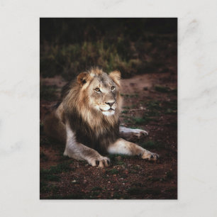 Carte Postale Lion dans la photographie de Postcrossing sauvage