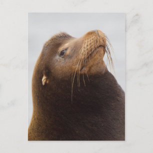 Carte Postale Lion de mer de Californie