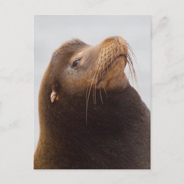 Carte Postale Lion de mer de Californie (Devant)
