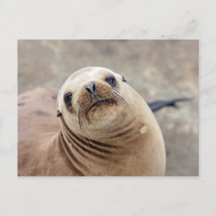 Carte Postale Lion de mer de Californie