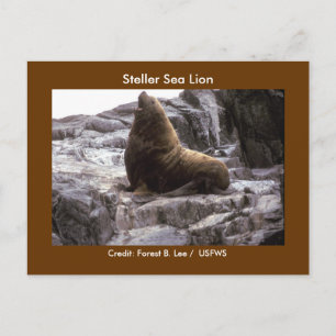 Carte Postale Lion de mer de Steller