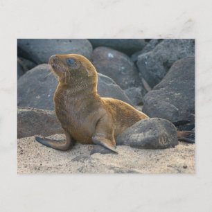 Carte Postale Lion de mer des Galapagos