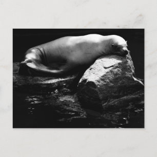 Carte Postale Lion de mer dormant .1781