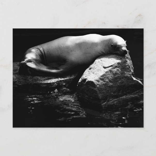 Carte Postale Lion de mer dormant .1781 (Devant)