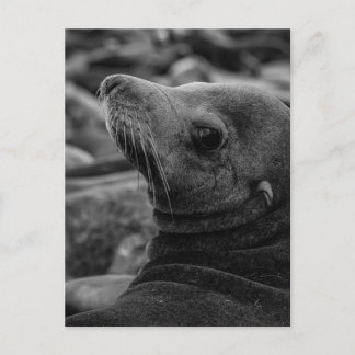 Carte Postale Lion de mer - Jolie photo de la faune