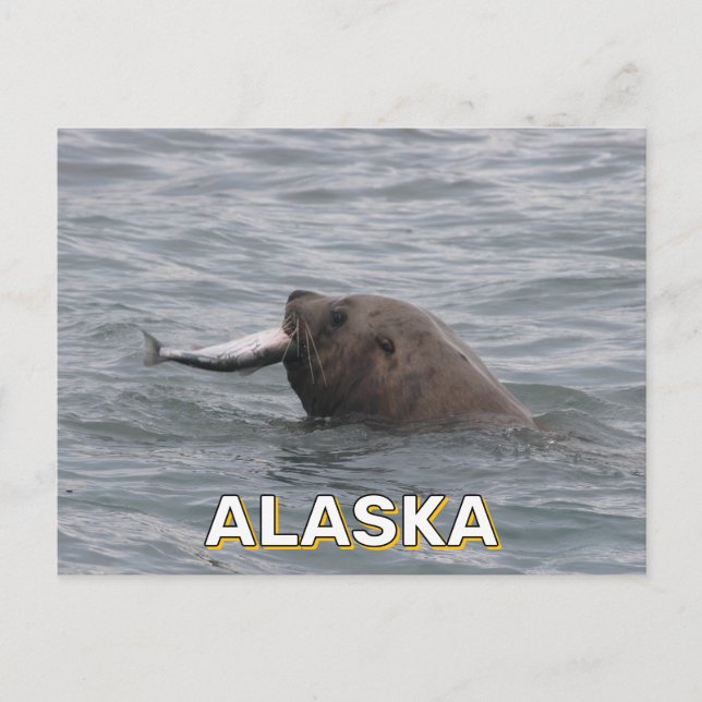 Carte Postale Lion de mer mangeant un saumon en Alaska (Devant)