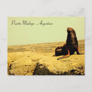 Carte Postale Lion de mer. Puerto Madryn - Argentine