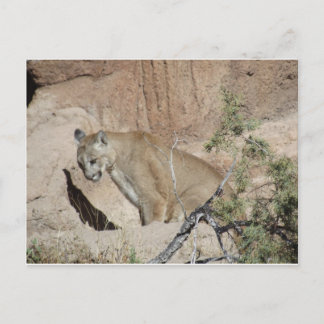 Carte Postale Lion de montagne