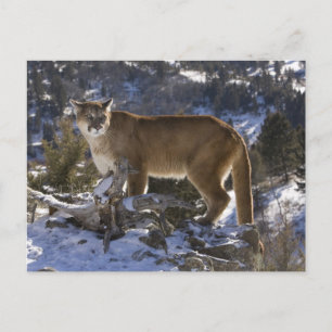 Carte Postale Lion de montagne
