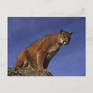 Carte Postale Lion de montagne