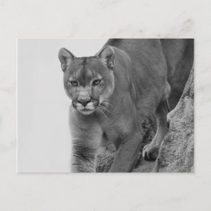 Carte Postale Lion de montagne en noir et blanc