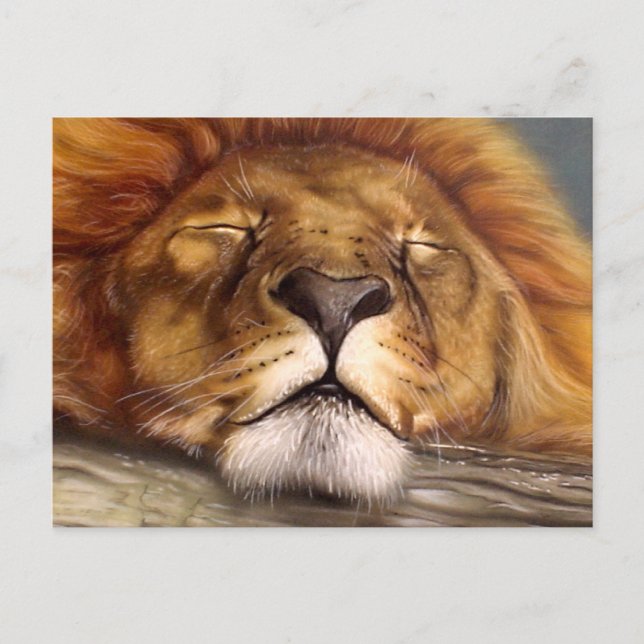 Carte Postale Lion dormant (Devant)
