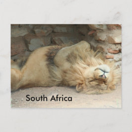 Carte Postale Lion dormant