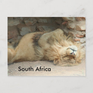 Carte Postale Lion dormant